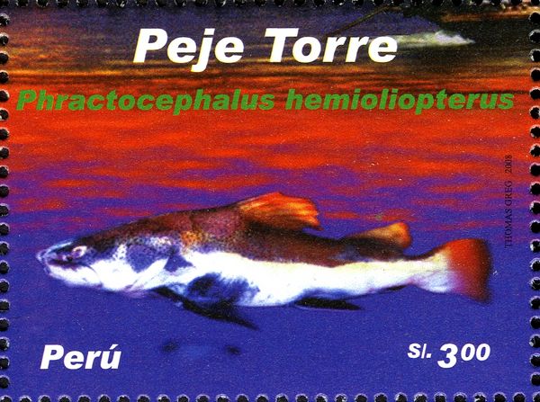Redtailed Catfish (Phractocephalus hemioliopterus)