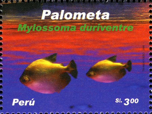 Silver Mylossoma (Mylossoma duriventre)