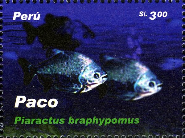 Red-bellied Pacu (Piaractus brachypomus)