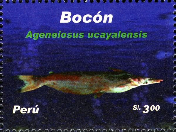 Driftwood Catfish (Ageneiosus ucayalensis)
