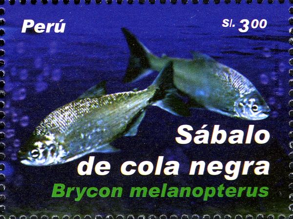 Sickleband Tetra (Brycon melanopterus)
