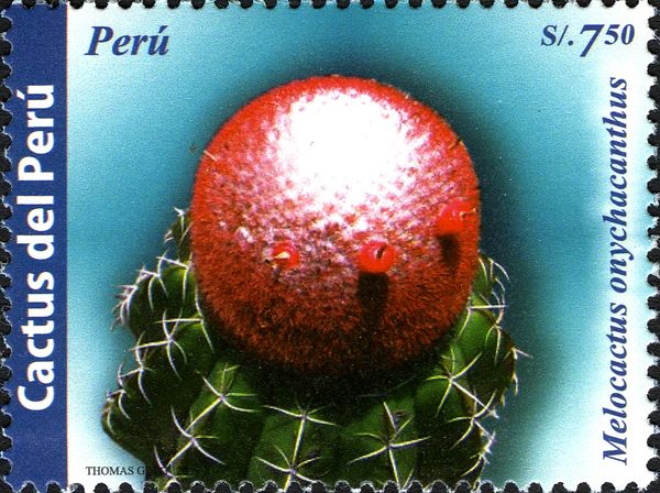 Melocactus onychacanthus