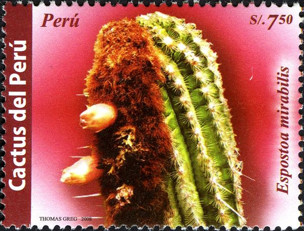 Espostoa mirabilis