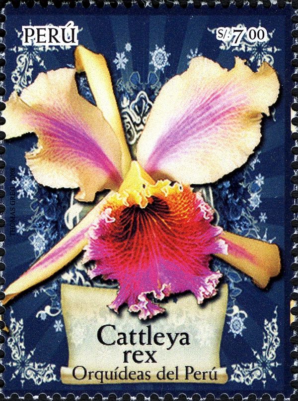 Cattleya rex