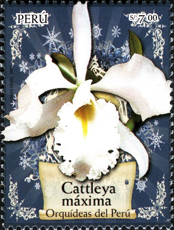 Cattleya maxima