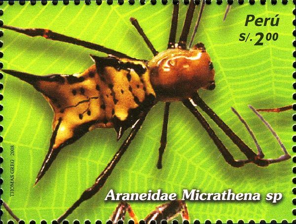 Micrathena Spider (Micrathena sp.)