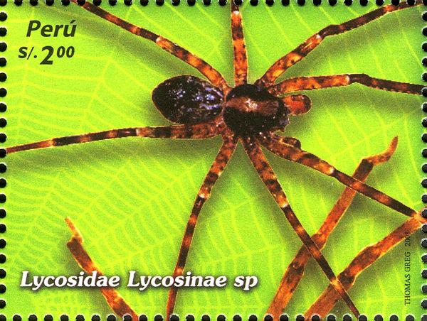 Wolf Spider (Lycosinae sp.)