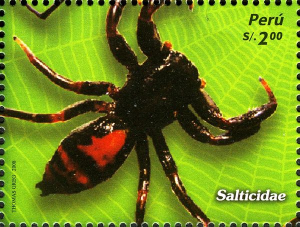 Jumping Spider (Salticidae)