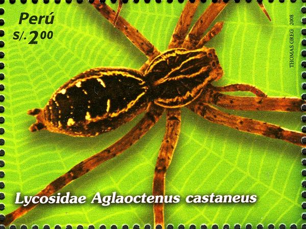 Wolf Spider (Aglaoctenus castaneus)