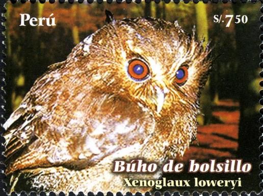 Long-whiskered Owlet (Xenoglaux loweryi)