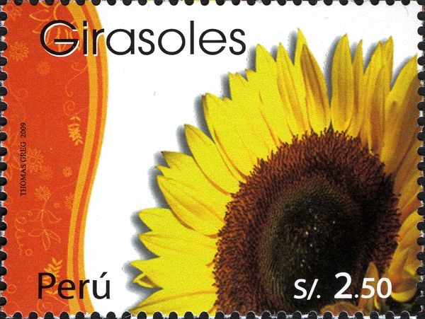 Open Sunflower or Girosoles
