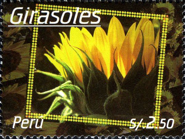 Closed Sunflower or Girosoles
