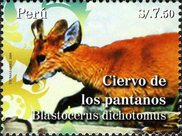 Marsh Deer (Blastocerus dichotomus)