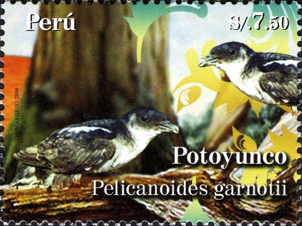 Peruvian Diving-petrel (Pelecanoides garnotii)