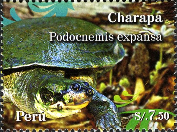 Arrau River Turtle (Podocnemis expansa)
