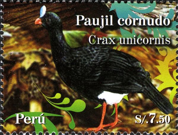 Helmeted Curassow (Crax unicornis) (see Description)