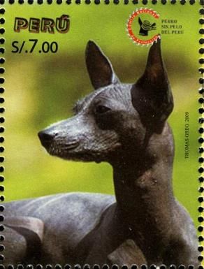 Peruvian Hairless Dog (Canis lupus familiaris)