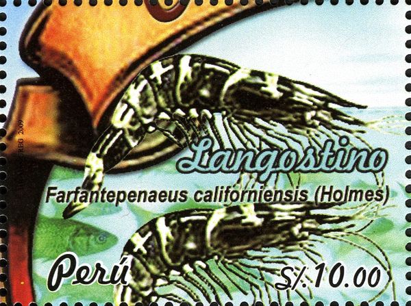 Yellowleg Shrimp (Farfantepenaeus californiensis)