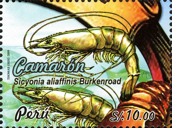 Bullseye Shrimp (Sicyonia aliaffinis)