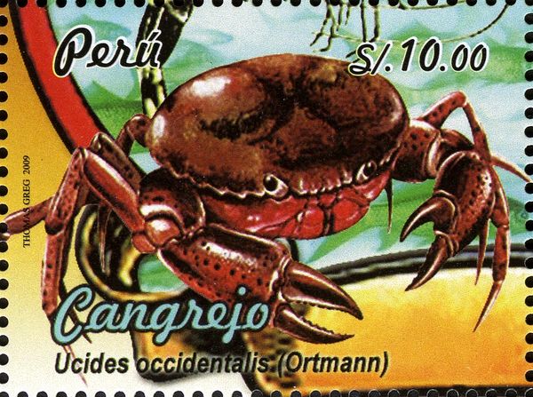 Fiddler Crab (Ucides occidentalis)