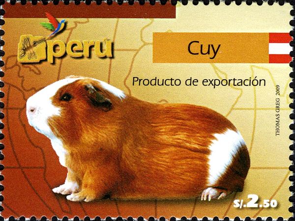 Domestic Guinea Pig (Cavia porcellus)