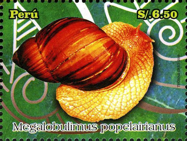 Land Snail (Megalobulimus popelairianus)