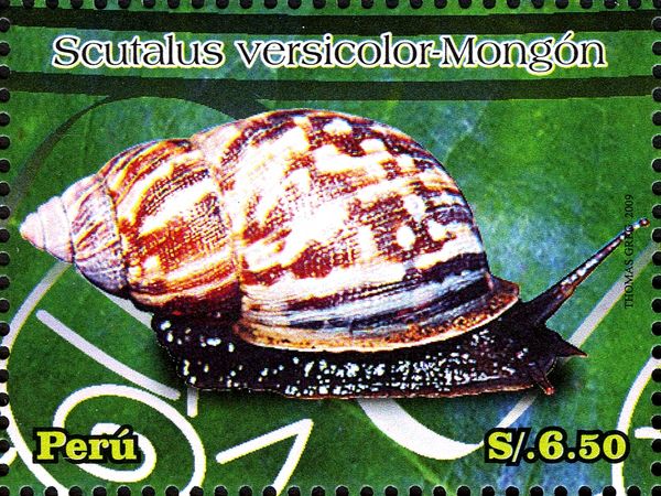 Land Snail (Scutalus versicolour)