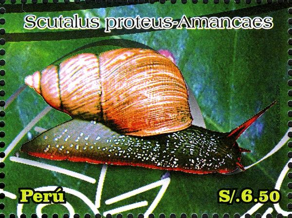 Land Snail (Scutalus proteus)