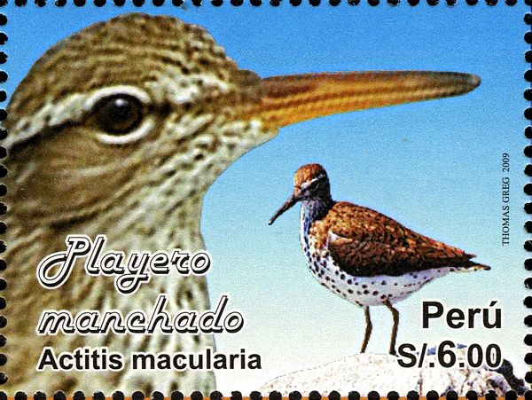 Spotted Sandpiper (Actitis macularia)