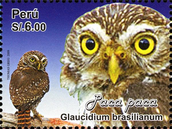 Ferruginous Pygmy-Owl (Glaucidium brasilianum)