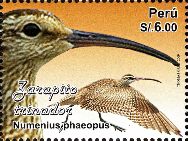 Whimbrel (Numenius phaeopus)