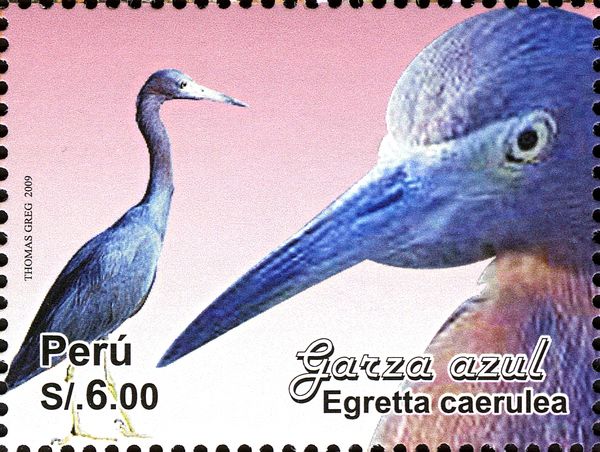 Little Blue Heron (Egretta caerulea)