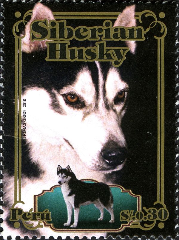 Siberian Husky (Canis lupus familiaris)