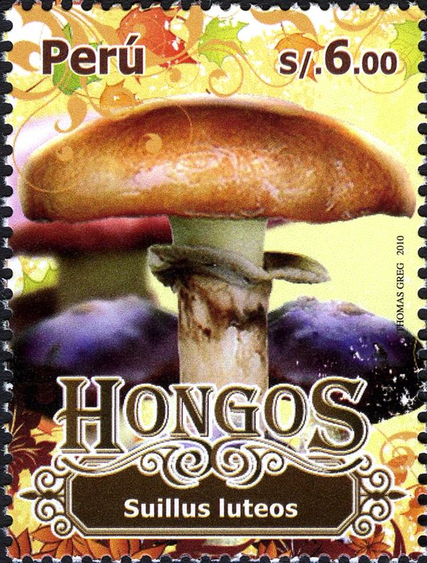 Suillus luteus