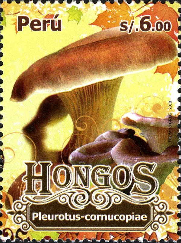 Peruvian Mushrooms - Pleurotus cornucopiae