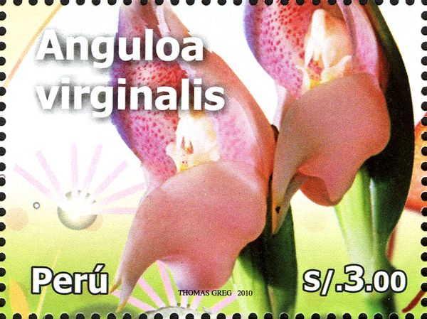 Anguloa virginalis