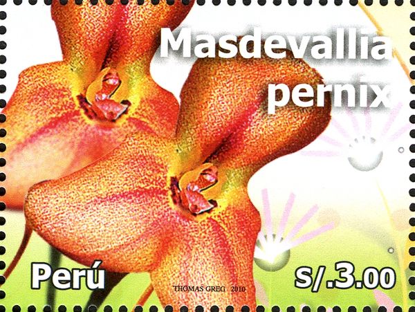 Masdevallia pernix