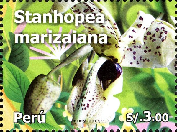 Stanhopea marizaiana