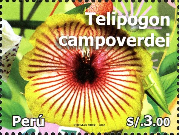 Telipogon campoverdei