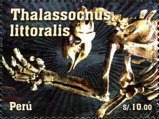 Thalassochus littoralis
