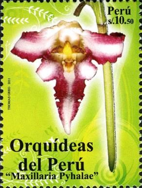 Orchids - Maxillaria pyhalae
