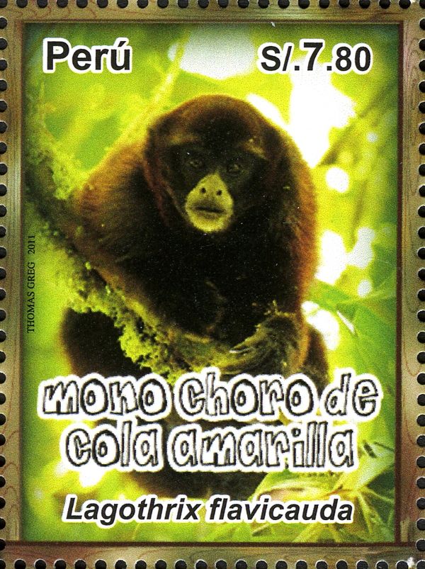 Yellow-tailed Wooly Monkey (Lagothrix flavicauda)