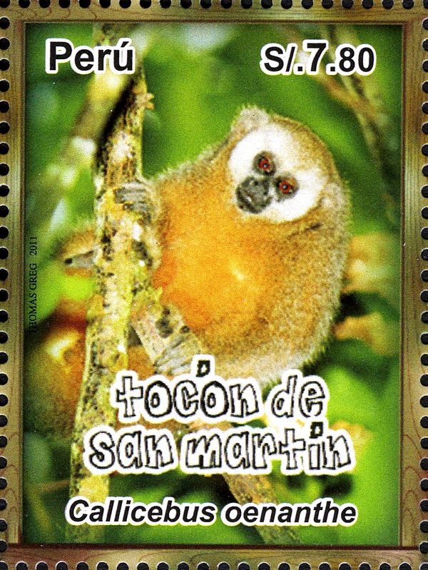 San Martin Titi (Callicebus oenanthe)