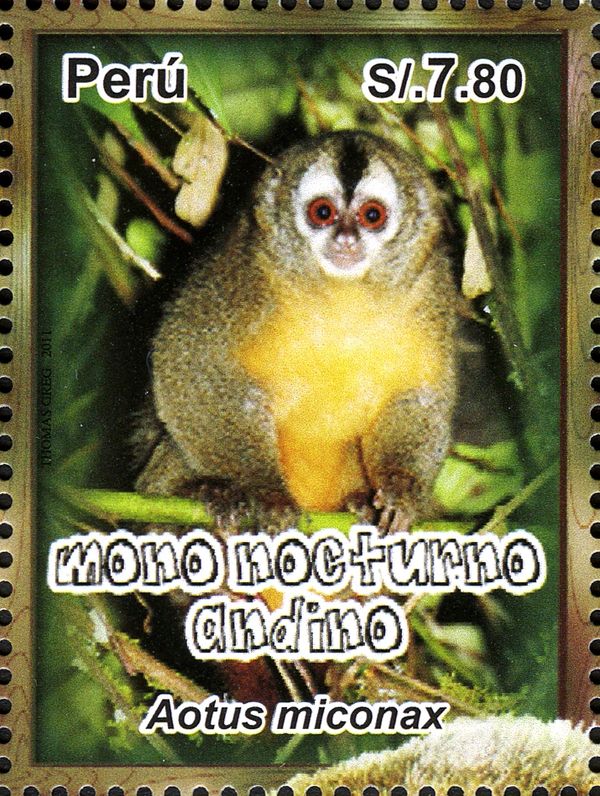 Peruvian Night Monkey (Aotus miconax)