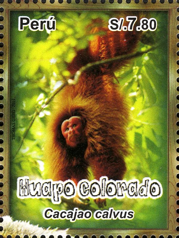 Peruvian Red Bald Uakari (Cacajao calvus ucayalii)