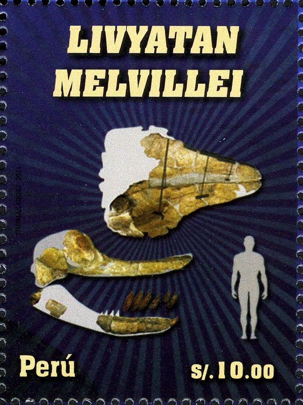 Livyatan melvillei