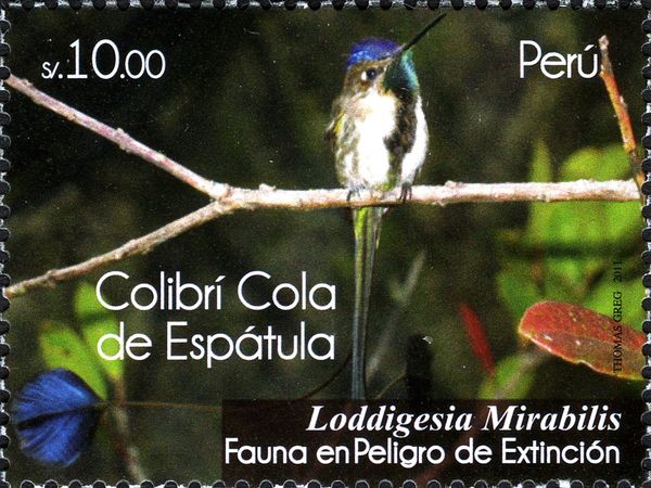 Marvelous Spatuletail (Loddigesia mirabilis)