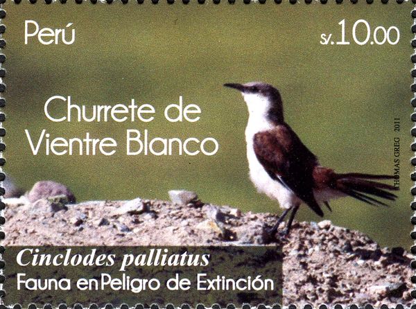 White-bellied Cinclodes (Cinclodes palliatus)