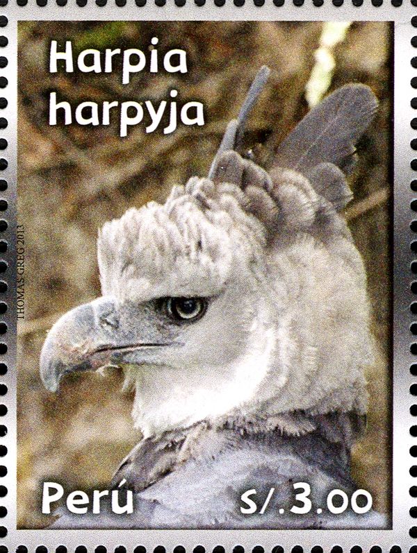 Harpy Eagle (Harpia harpyja)