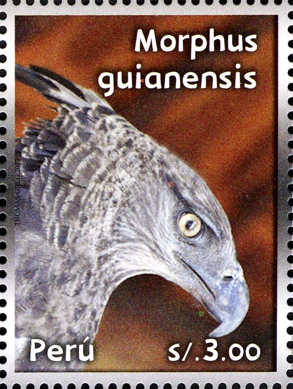 Crested Eagle (Morphnus guianensis)